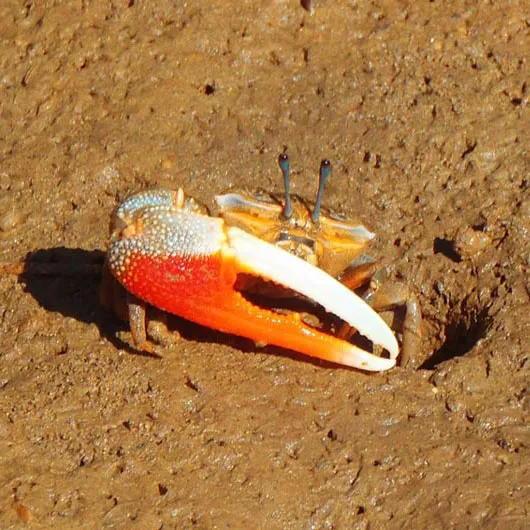 カニたちの住みか